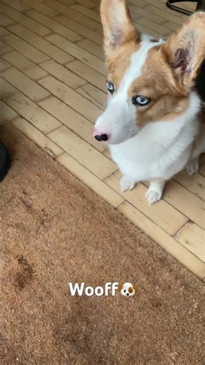 #doggielife #corgi #cute #animallife #animals #puppy #outdoors #deer #dogshorts #🌲 #19march2026🇨🇦