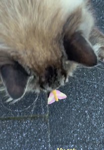 he’s just a babyyyy that wanted pets | Moth