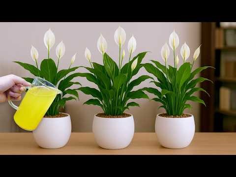 🌸It's magical. Just 1 glass makes so many flowers explode (Any plant)