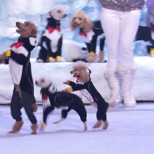 1.1M views · 10K reactions | Adorable Dogs Put on an ICE COOL Performance! | Animals Got Talent | Facebook