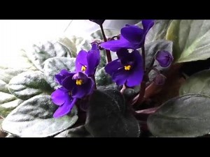 Beautiful 'Purple' Flowers - The African Violet
