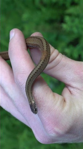 Big Fat Red Belly Snake Found Under a Rock