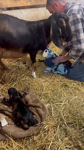 1.3M views · 57K reactions | Breaking News!!! It’s always a special moment witnessing baby goats being born. This is Ms. Cleo who just had triplets, 2 boys and 1 girl. With Farmer Marc, you know they are in great hands. Come see them at your favorite farm. We are here til 2pm Rustic Road Farm #soyluisbernard #rustic_road_farm | Rustic Road Farm | Facebook