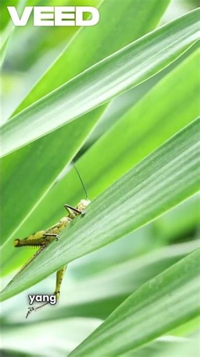 Charles Darwin tidak pernah bilang manusia berasal dari monyet? #faktaunik #charlesdarwin