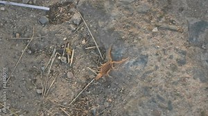 Indian red scorpion. It is considered to be the most lethal scorpion in the world. It's other names eastern Indian scorpion, aHottentotta tamulus and Indian Red Tail Scorpion.