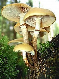 Kuehneromyces mutabilis - Alchetron, the free social encyclopedia