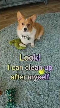 Cute Corgi cleans up after himself. Ian picks up his toys #corgi #dogtraining #pets