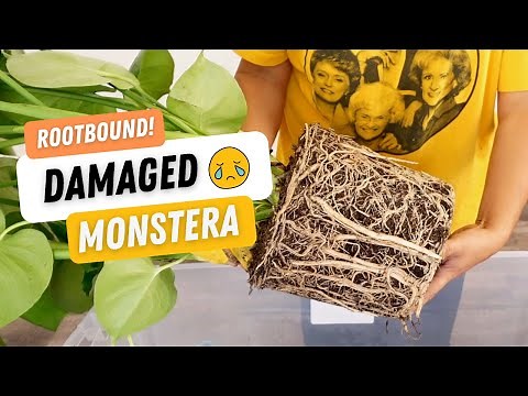 Dividing, Repotting & PROPAGATING Monstera Deliciosa