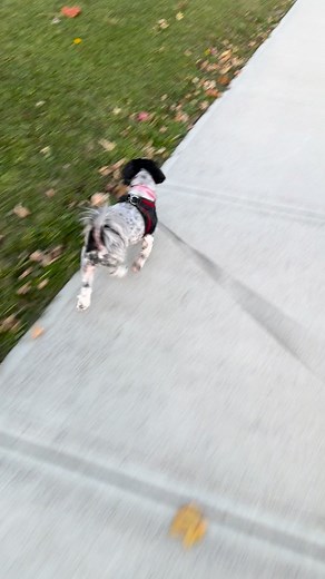 I’m strutting 🐾 | Theresa Marie