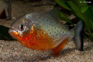 Pygocentrus nattereri - Roodbuik Piranha - AquaInfo
