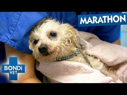Tiny Dog Badly Injured After Shocking Park Encounter | Bondi Vet Season 1 Episodes 13 to 14