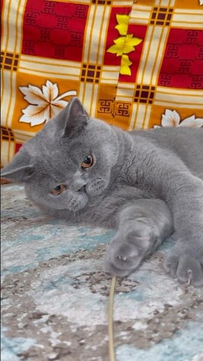 This Kitten Is Having The Time Of Her Life 😻🐱