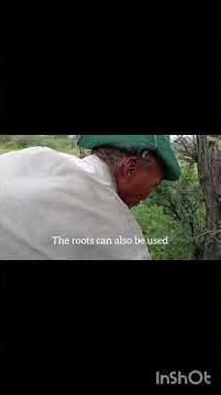 Camel Tree Roots used to treat pain