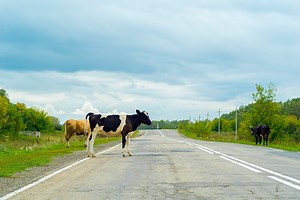 Livestock Gets the Right-of-Way on Wisconsin Roads