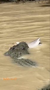 "Incredible moment on the river this week. Dominator, our resident alpha croc, surfaced with a bull shark in his jaws… then calmly let it go. Raw power and mystery in one chilling display." Give @adelaiderivercruises a follow for more killer vids and to book your next adventure 🐊 #CUintheNT | CU in the NT