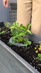 How to Keep Pests Away from Your Plants! 🪴 | Green Bean