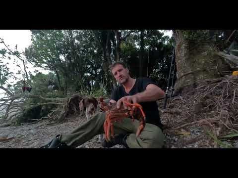 Crazy how to Kill a crayfish just by using its feeler antler horn thingy quick and easy