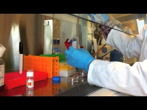 Adipocyte Differentiation