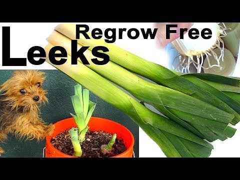 How to Grow New Leek from Grocery Store Leeks Regrow Bottom End & Make Free Soil in Container Garden