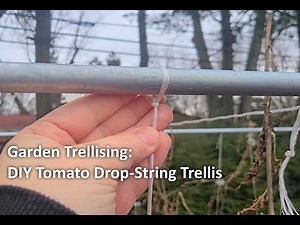 Garden Trellising: DIY Tomato Drop-String Trellis