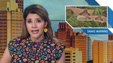 Experts share safety tips ahead of Copperhead snake season in Texas