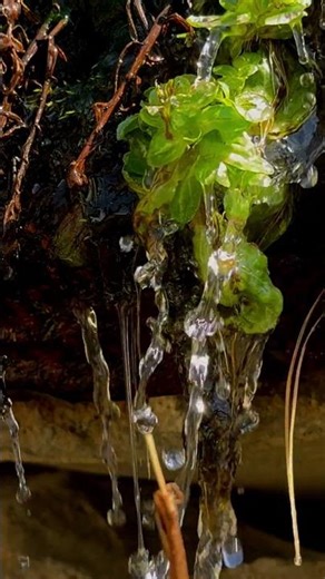 Liquid Glass Stream ✨ Magical Nature Sounds #nature #rain #relax