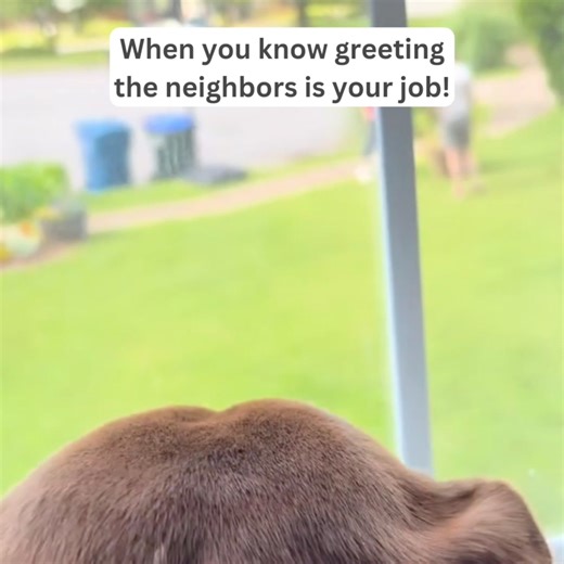 ❤️ Lovely Lola ❤️ Learn more about how to adopt at lab-rescue.org/adoption-process or sponsor at lab-rescue.org/dogs. #nobetteroptionthanadoption #labrescuelrcp #sponsorsgivechances | Lab Rescue LRCP