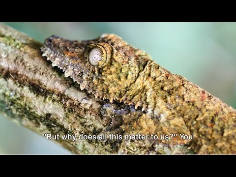 How A Leaf-Tailed Gecko Hides From Predators