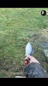 Dire Wolves Return After 10,000 Years #reelsfb #trandingreels #reel #facts #knowledge #newfacts #trandingfacts #information #reelsinstagram #expandthefact | Expand The Fact