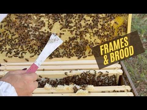 Ep. 4: Fames and Brood