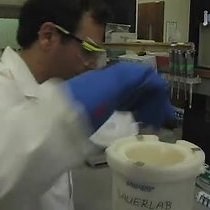 Video: Chromatin Immunoprecipitation from Human Embryonic Stem Cells