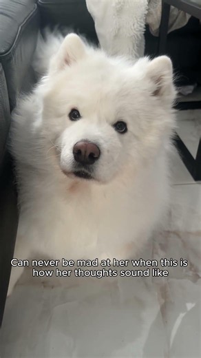 You literally cannot be mad at a smiling cloud ☁️! #samoyed #dog #dogshorts