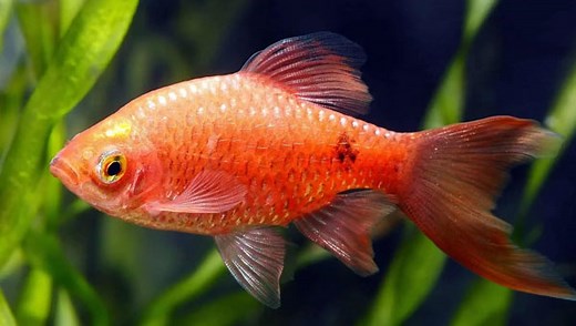 Pethia conchonius, barbo rosado