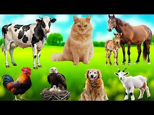 Natural Animal Sounds for Stress Relief | Horse, Sheep, Cat, Dog & More – Calm & Relaxing Audio