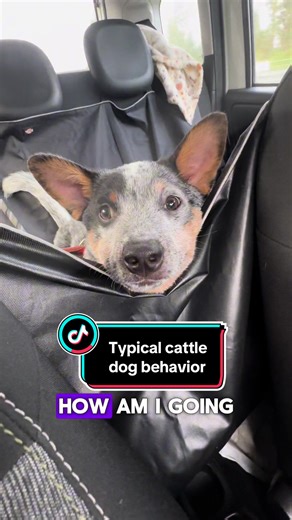Typical Cattle Dog Behavior Explained