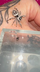 Jumping spiders from egg sac to Spiderling, a quick run through #jumpingspider | Jumping spider & Moth life