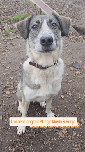 Tierseelenrettung e.V. on Instagram: "Kalendertürchen 18 & 19 🌟 Mayla & Ronja Mayla lebt seit 2 Jahren bei uns, Ronja seit 1,5 Jahren und ganz so zeitnahe wird sich auch kein Zuhause für die Beiden ziemlich gewiss finden lassen. Denn es sind Hunde die gerne als problematische Hunde gesehen werden, die nicht ins Bild passen - es sind Hunde mit klaren Charakter, die Anleitung sowie Achtsamkeit ihr Leben lang benötigen. Mayla ist ein Hund der sofort Situationen für sich beansprucht, bis hin zum be