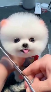 81K views · 1.3K reactions | The cutest thing you’ll see today (IG: @babypoms) | LightInTheBox | Facebook