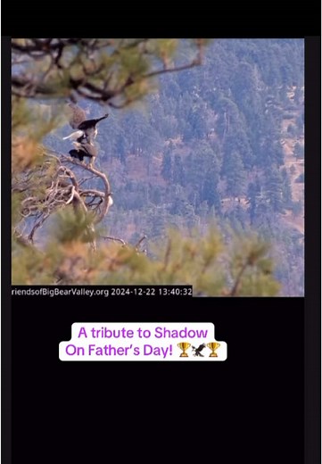 Shadow 🦅❤️the amazing nurturing & protective Dad to his girls 💞🦅🦅💞 #Shadow #FathersDay. Cr: FOBBV