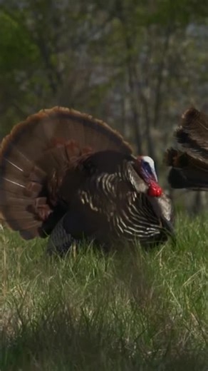 Going back to Season 8! This was nearly a case of collateral damage! #turkeyhunting #throwback #turkeyseason | Red Arrow