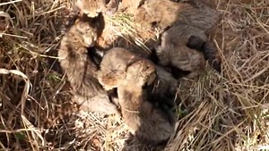 373K views · 2.7K reactions | #Gamini, the South African #cheetah mother, has given birth to six cubs, a record of sorts for a first-time mother. Press Information Bureau - PIB, Government of India All India Radio News DDNewsLive | Ministry of Information & Broadcasting, Government of India | Facebook