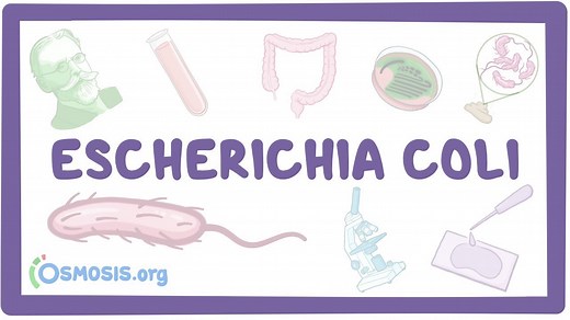 Escherichia coli: Video, Causes, & Meaning | Osmosis