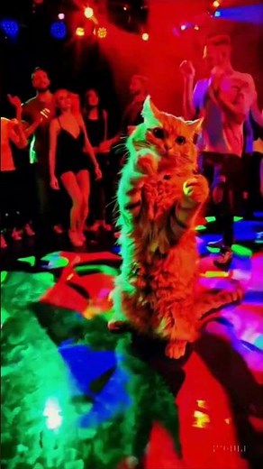 This Disco Cat Has Better Moves Than You! 🕺🐱💿 | Ultimate Remix Dance! #viralvideo #funny
