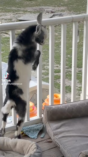 9.4K views · 495 reactions | Ruby teaches Puppy how to head-butt. | Funny Farm Rescue | Facebook