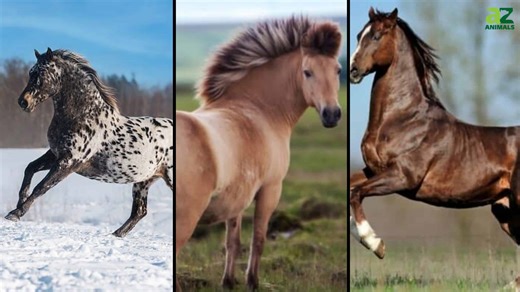 The 11 Best Horse Breeds for Riding