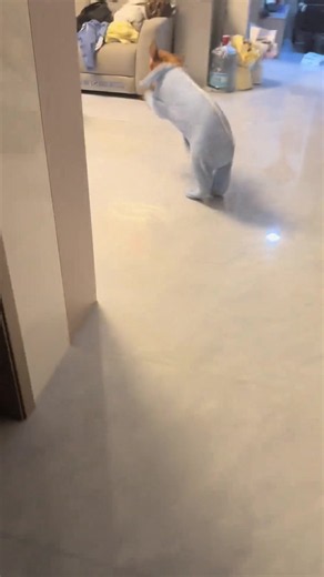 Funny Dogs Compilation — Look at the End Surprise