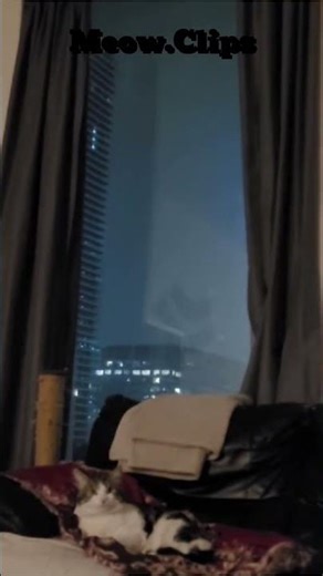 Cats Vs Thunders ⚡🌩️ #animals #viral #funny #cat #catbehavior #cute #kitten #catshorts #cats