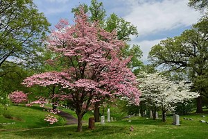 The 15 Reasons Your Dogwood Tree Looks So Sickly