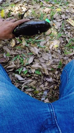 Trời Ơi Cá Lóc Nó Táp Kìa Hú Hồn Chim Yến
