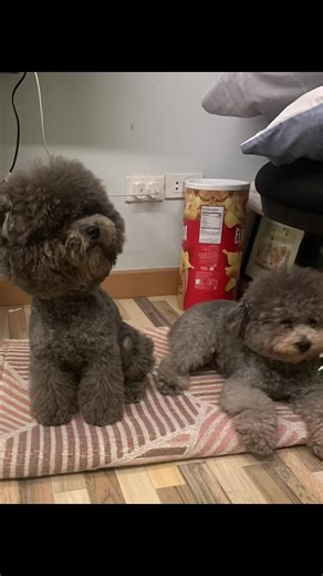 Adorable Silver Blue Toy Poodle Compilation